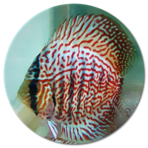 Red on Blue Scorpion Discus Fish - 2 inch